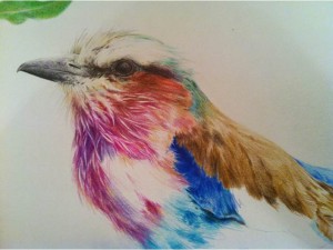 Lilac Roller - how many hours did I spend drawing that beak?